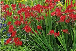 Montbretia ´Lucifer´